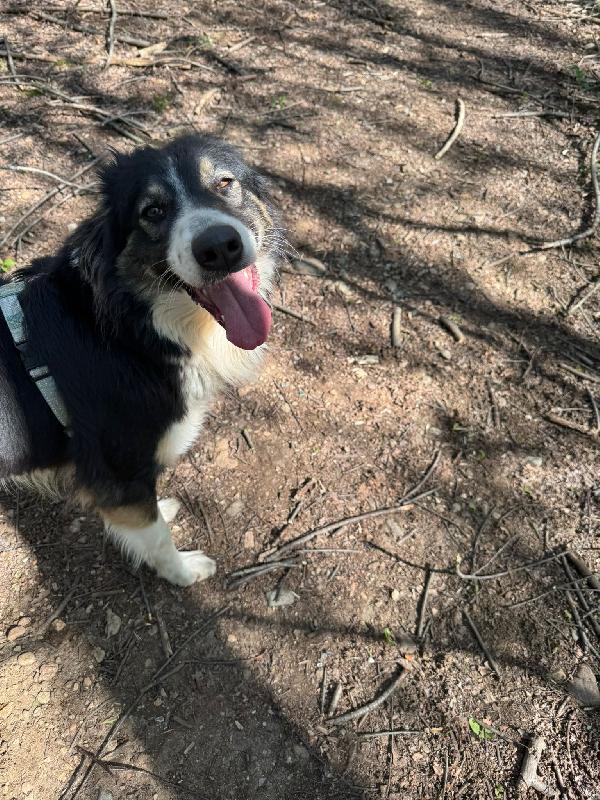Mila - Splendida Border Collie da amare Foto 5